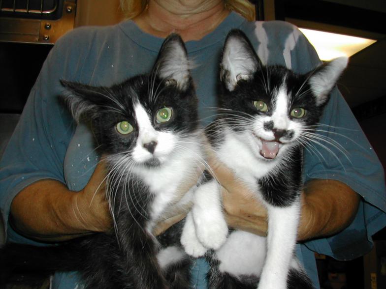 black & white kittens